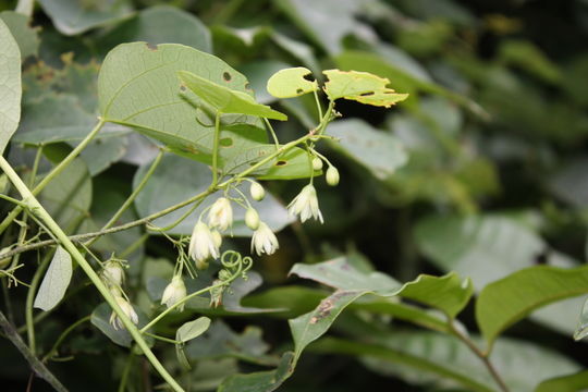 Imagem de Adenia cissampeloides (Planch. ex Hook.) Harms