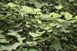 Image of Adenia cissampeloides (Planch. ex Hook.) Harms