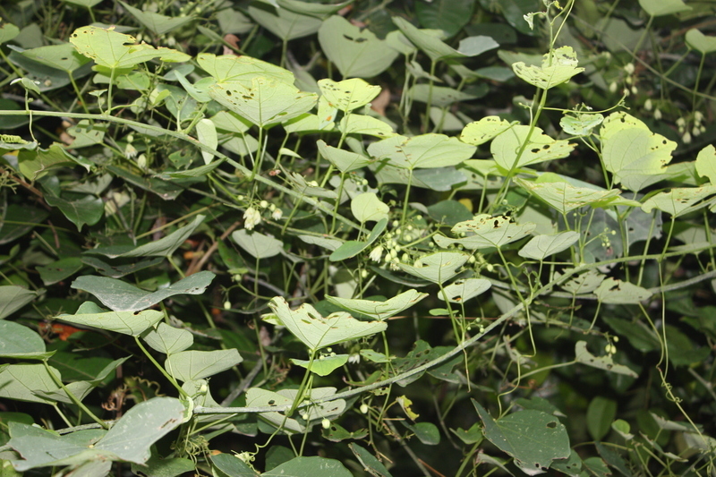 Image de Adenia cissampeloides (Planch. ex Hook.) Harms