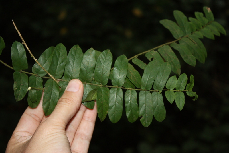 Image of Baissea zygodioides (K. Schum.) Stapf