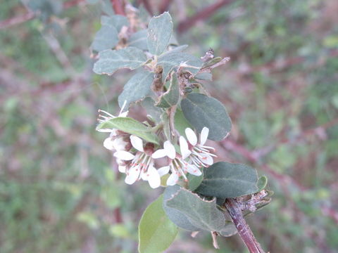 Combretum aculeatum Vent.的圖片