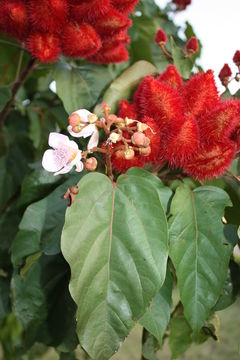 Image of Achiote