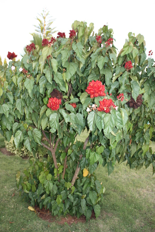 Image de arbre à rouge à lèvre