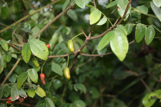 Image of Rourea coccinea (Thonn. ex Schum.) Hook. fil. ex Hook.