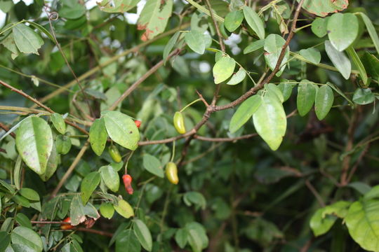 Image of Rourea coccinea (Thonn. ex Schum.) Hook. fil. ex Hook.