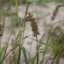 Image of Indian sandbur