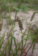 Image of Indian sandbur