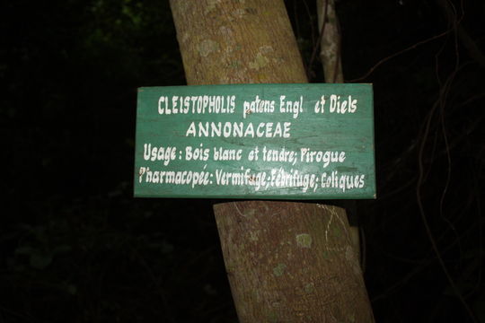 Cleistopholis patens (Benth.) Engl. & Diels的圖片