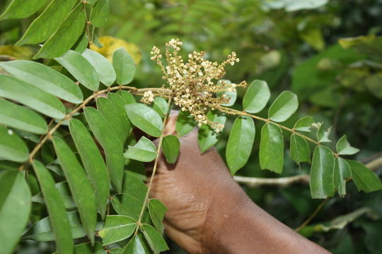 Image of Cnestis ferruginea DC.