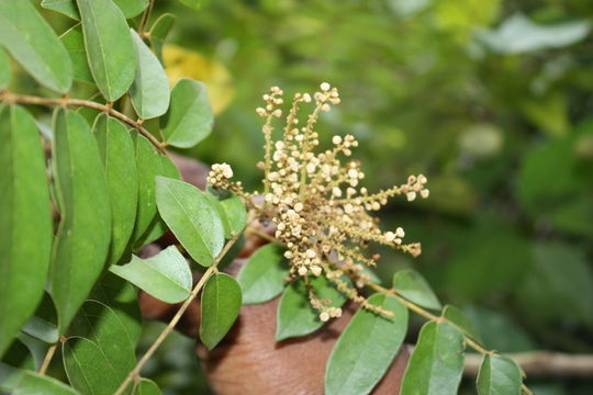 Image of Cnestis ferruginea DC.