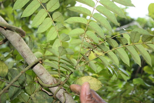 Image of Cnestis ferruginea DC.