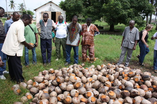 Image of Coconut