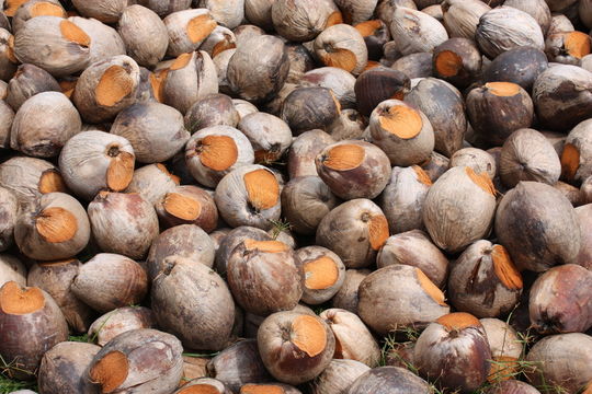 Image of Coconut