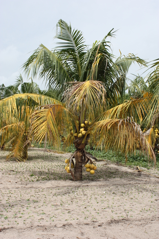 Image of Coconut