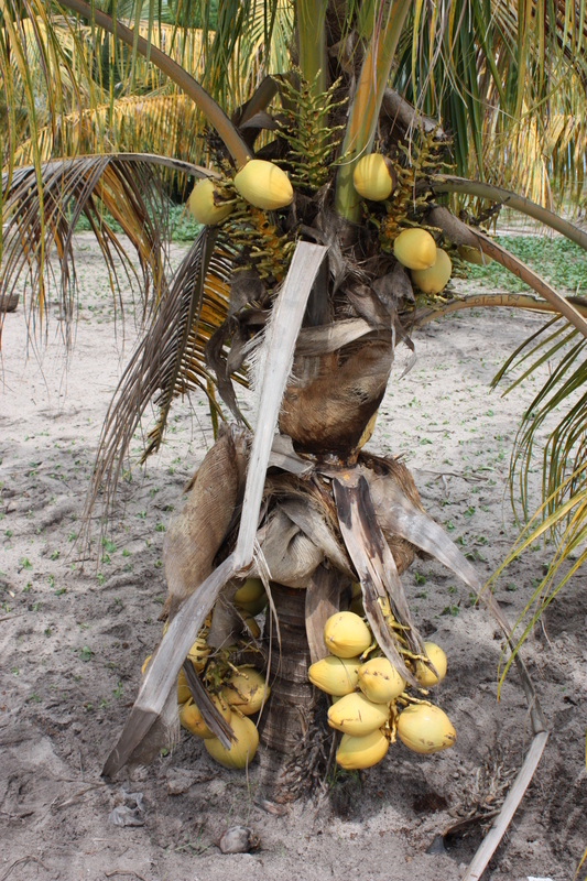 Image of Coconut