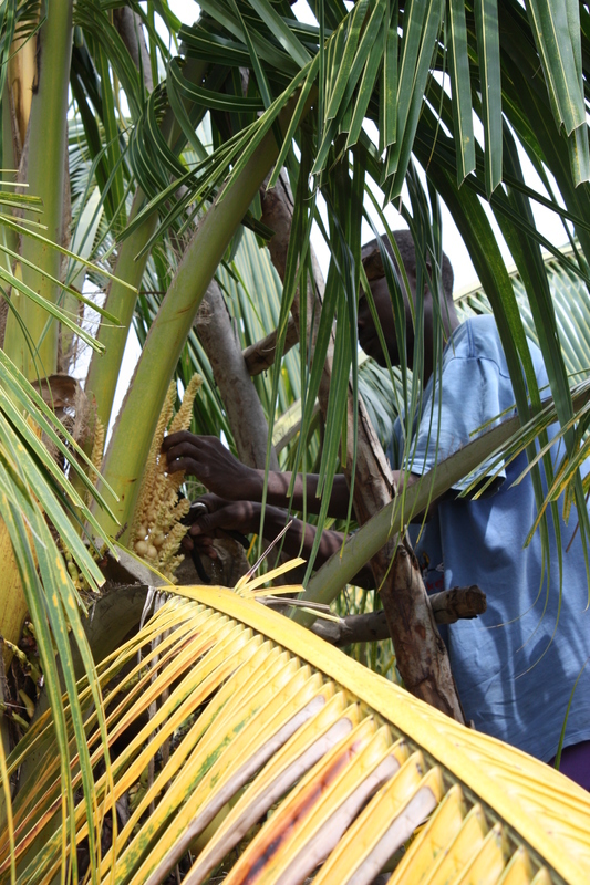 Image of Coconut