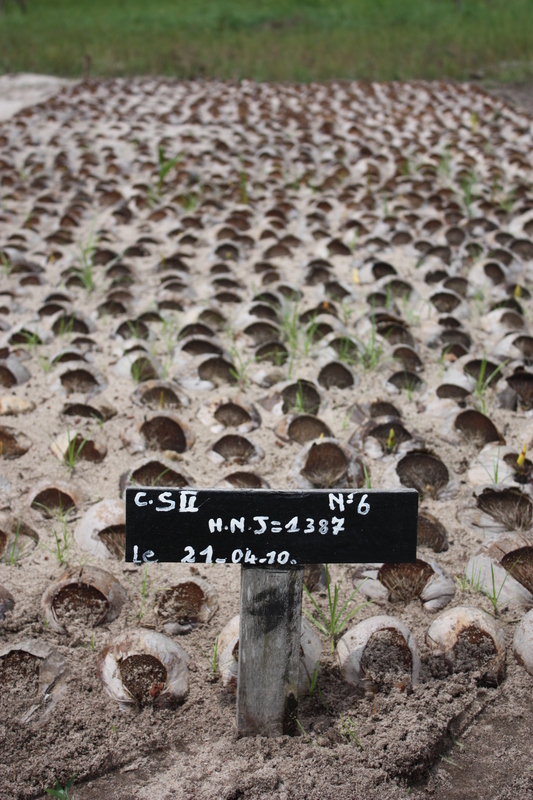 Image of Coconut