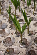 Image of Coconut