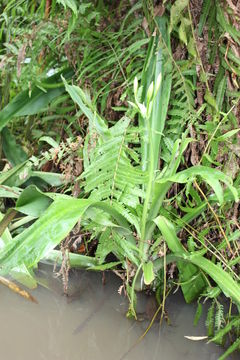 Image of Crinum jagus (J. Thomps.) Dandy