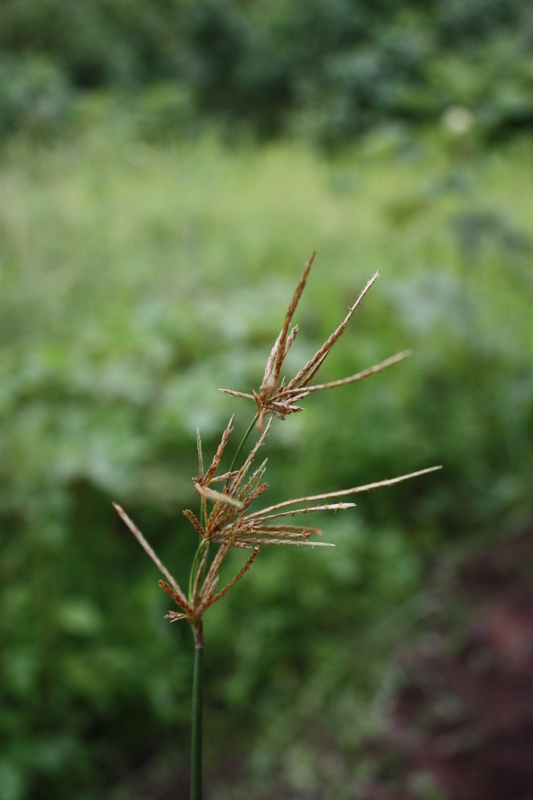 Image de Souchet articulé