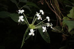 Imagem de Clerodendrum capitatum (Willd.) Schumach.