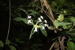 Imagem de Clerodendrum capitatum (Willd.) Schumach.