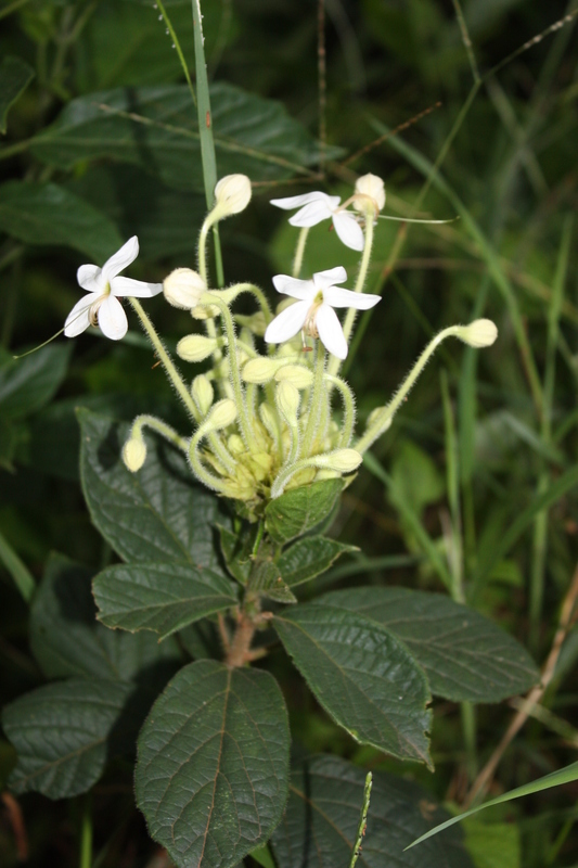 Image of Clerodendrum capitatum (Willd.) Schumach.