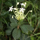 Sivun Clerodendrum capitatum (Willd.) Schumach. kuva