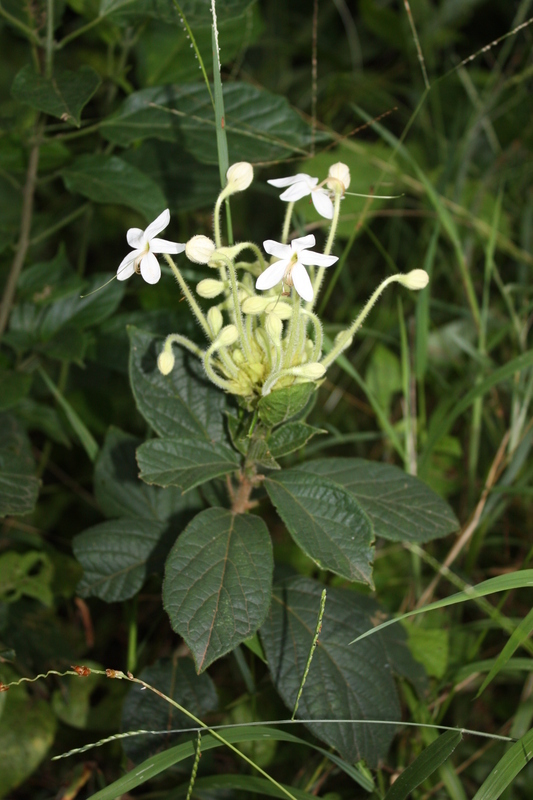 Image of Clerodendrum capitatum (Willd.) Schumach.