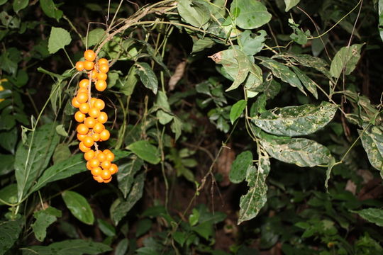 Imagem de Deinbollia pinnata (Poir.) Schumach. & Thonn.