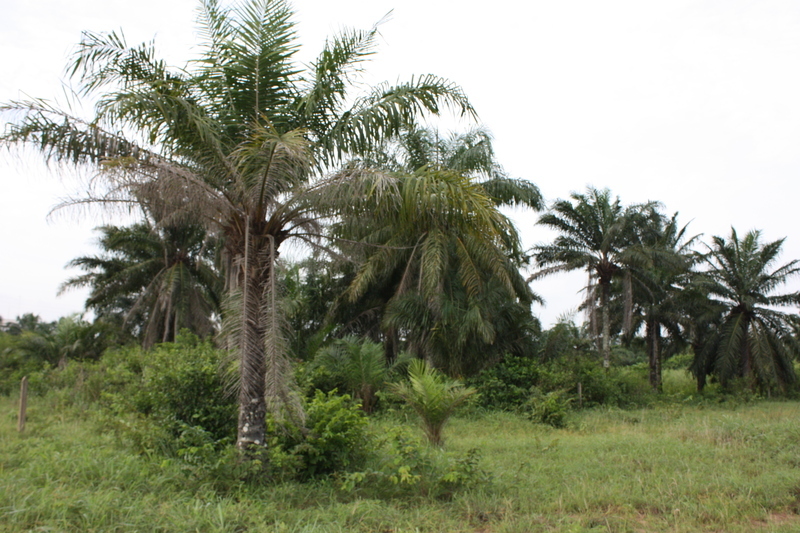 Image of African oil palm