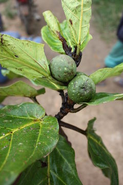 Image of fiddle-leaf fig