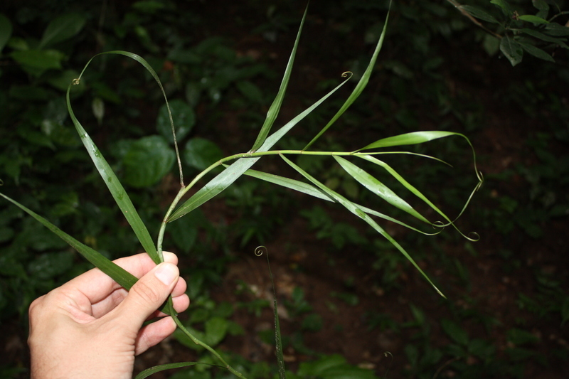 Image of Climbing bamboo