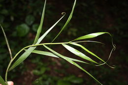 Image of Climbing bamboo