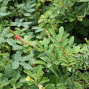 Indigofera hirsuta L. resmi