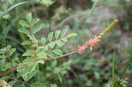 Sivun Indigofera hirsuta L. kuva