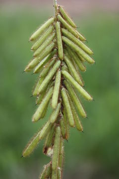 Sivun Indigofera hirsuta L. kuva