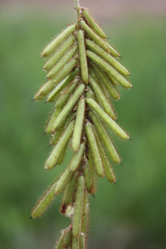 Image of roughhairy indigo