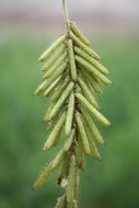 Sivun Indigofera hirsuta L. kuva