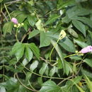 Sivun Ipomoea mauritiana Jacquin kuva