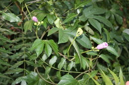 Sivun Ipomoea mauritiana Jacquin kuva