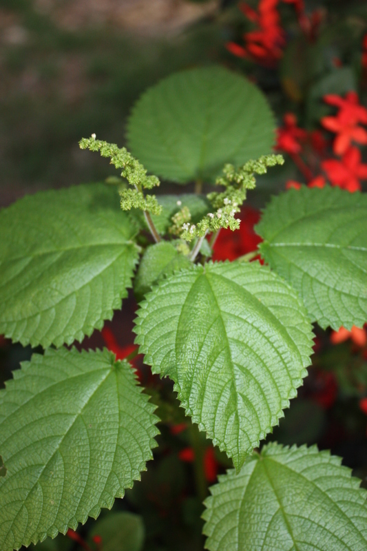 Image of West Indian woodnettle