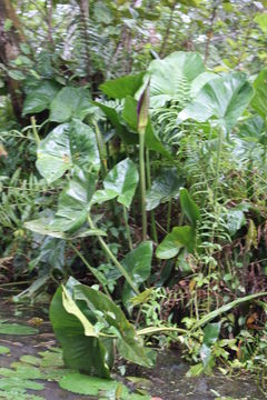 Image of Swamp Arum