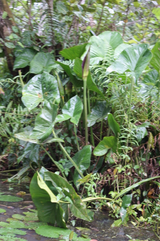 Image de Grand Arum Du Sénégal