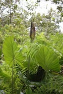 Image of Swamp Arum