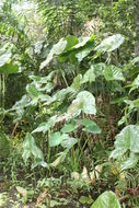 Image of Swamp Arum