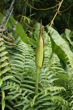 Lasimorpha senegalensis Schott resmi