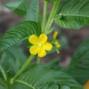 Image de Ludwigia leptocarpa (Nutt.) Hara