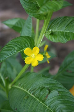 Image de Ludwigia leptocarpa (Nutt.) Hara