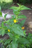 Imagem de Ludwigia leptocarpa (Nutt.) Hara